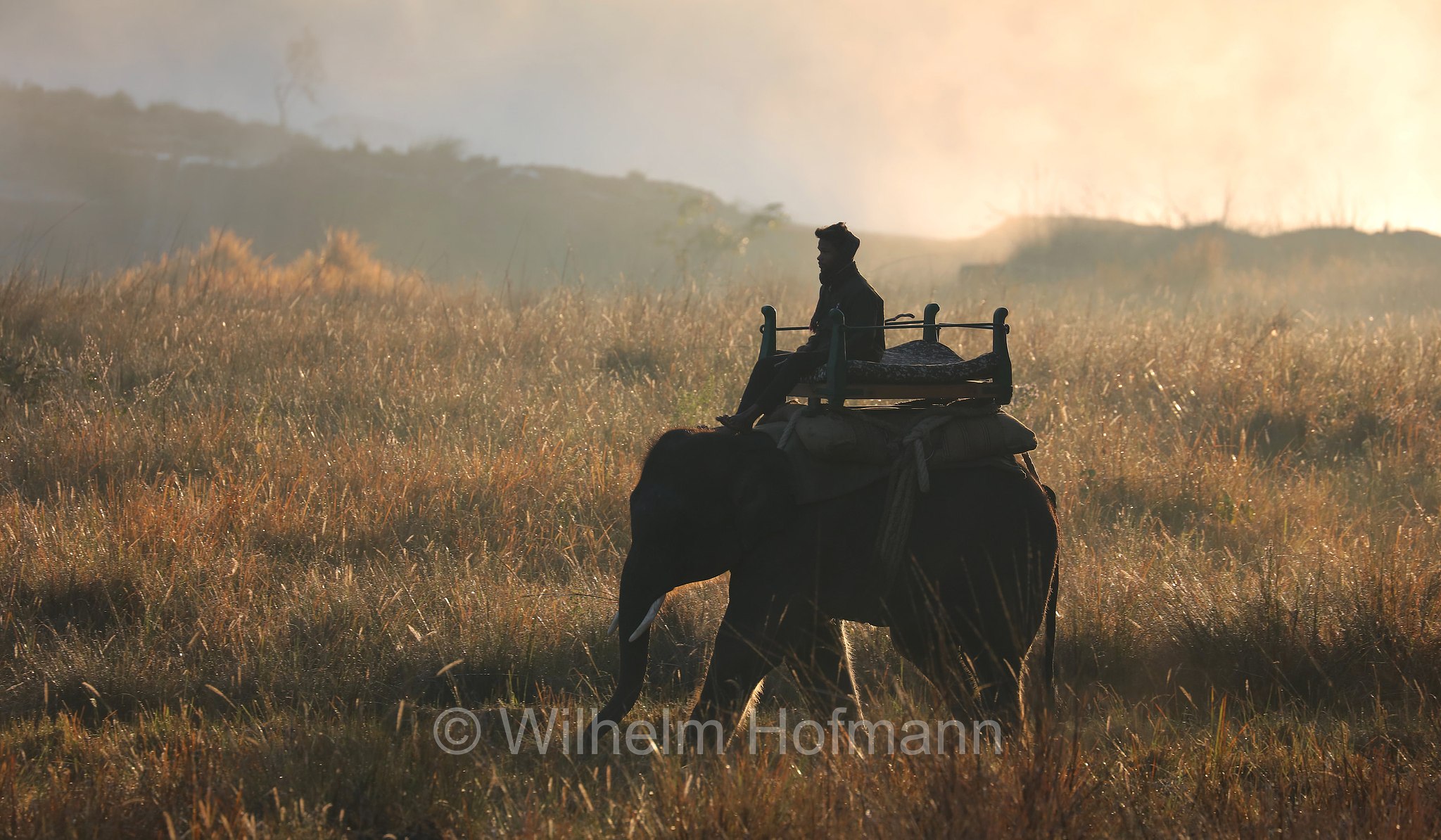 domestic elephant, Kanha Tiger Reserve, Kanha–Kisli National Park, Kanha National Park, Kanha-Nationalpark, parco nazionale di Kanha, Madhya Pradesh, India, Indien