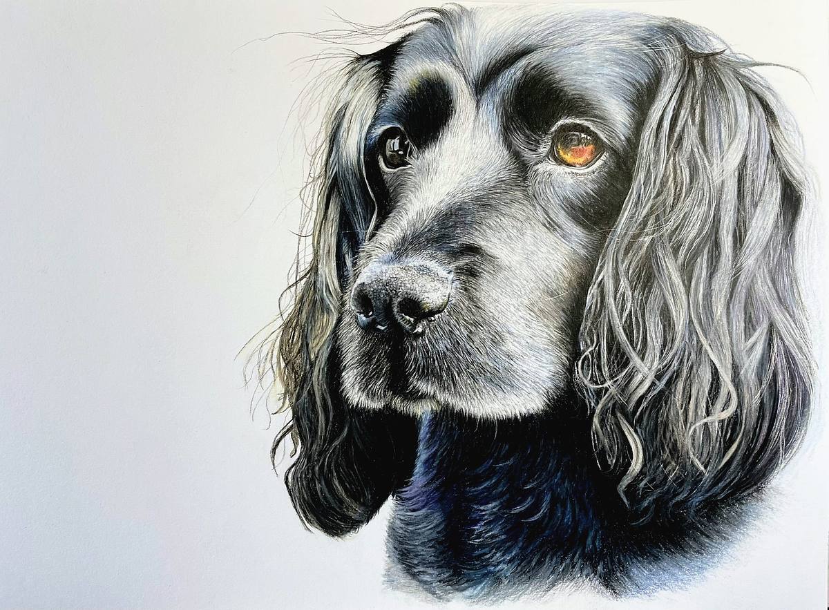 Coloured pencil original of a Cocker Spaniel pet portrait on plain white background