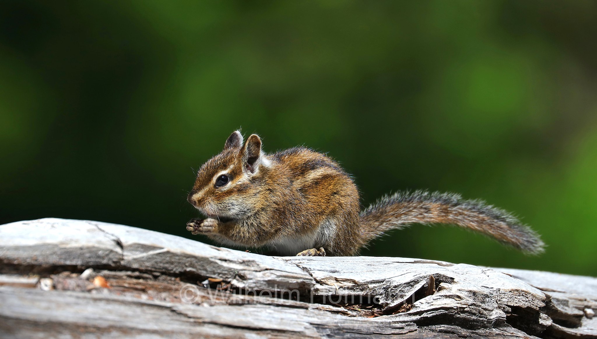 Neotamias townsendii, Tamias townsendii, Townsend's chipmunk, Townsend-Streifenhörnchen, tamia di Townsend, scoiattolo striato di Townsend, Lost Lake Campground, Mount Hood National Forest, Oregon, USA