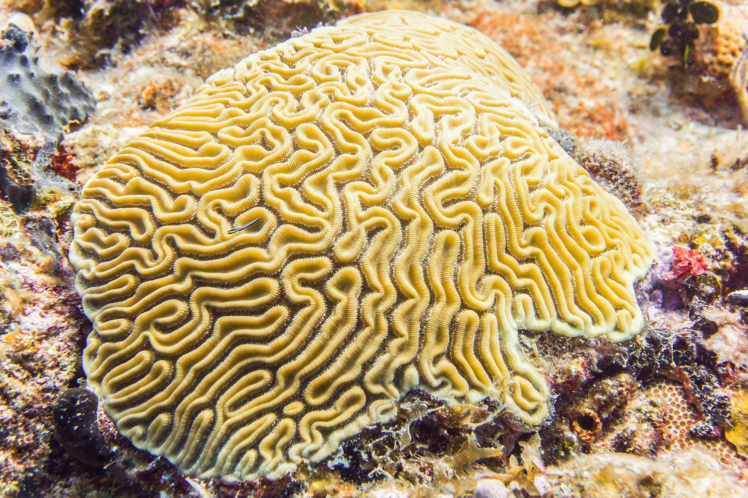 USVI.Photos