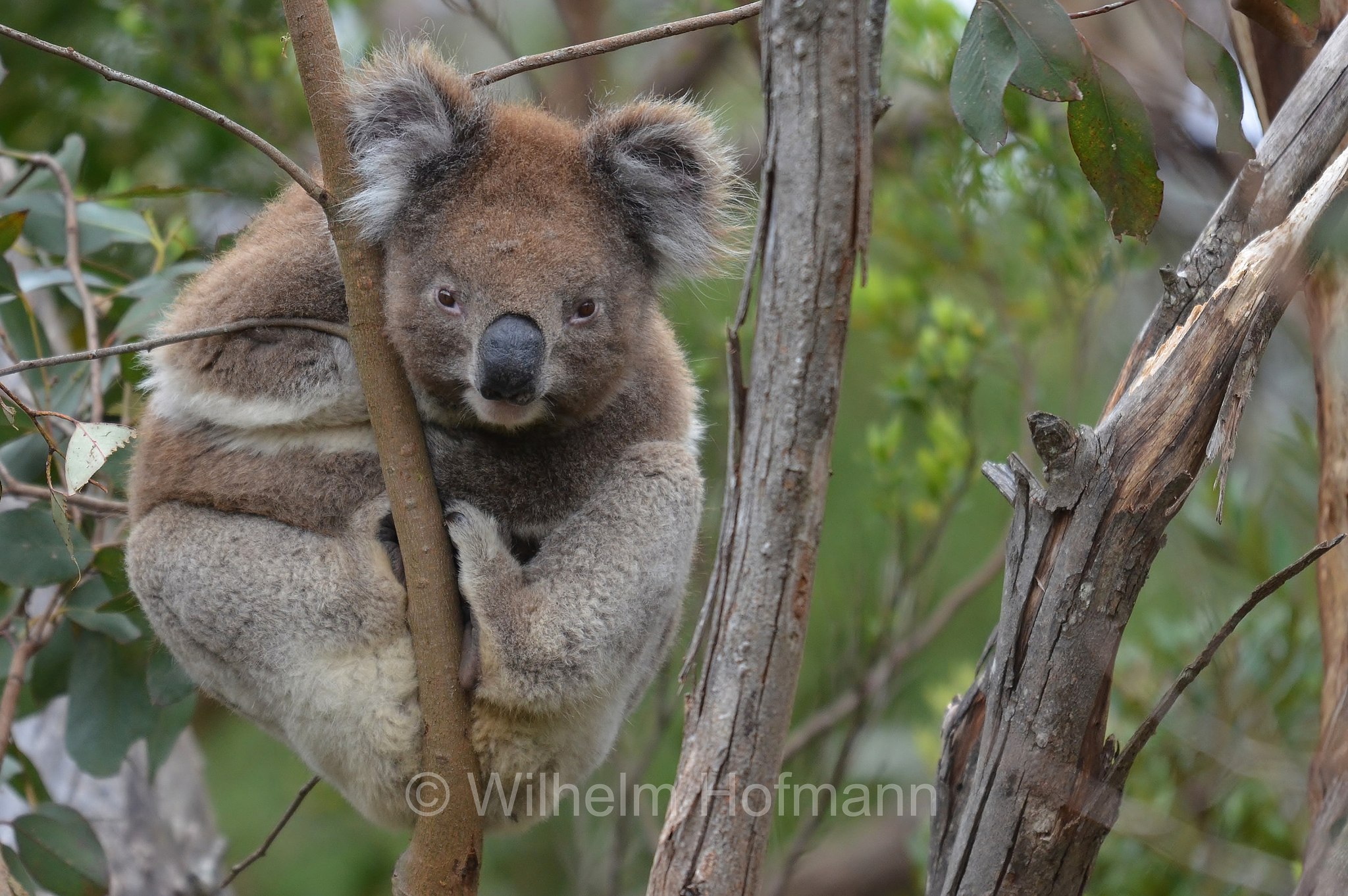 koala, Koala, Koalabär, Beutelbär, Lighthouse Road, Great Otway National Park, Great-Otway-Nationalpark, parco nazionale Great Otway, Victoria, Australia, Australien