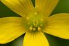 Pretty Flowers