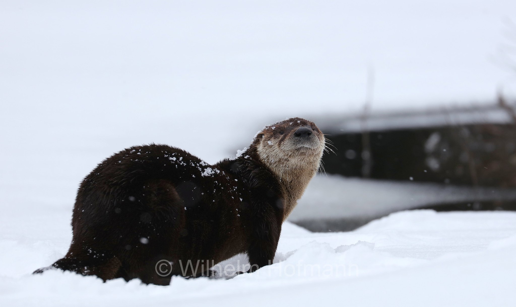 Lontra canadensis, North American river otter, northern river otter, river otter, Nordamerikanische Fischotter, lontra canadese, Tanamakoon Lake, Algonquin Provincial Park, Parco provinciale di Algonquin, Ontario, Canada, Kanada
