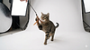 Pack Pet estudio