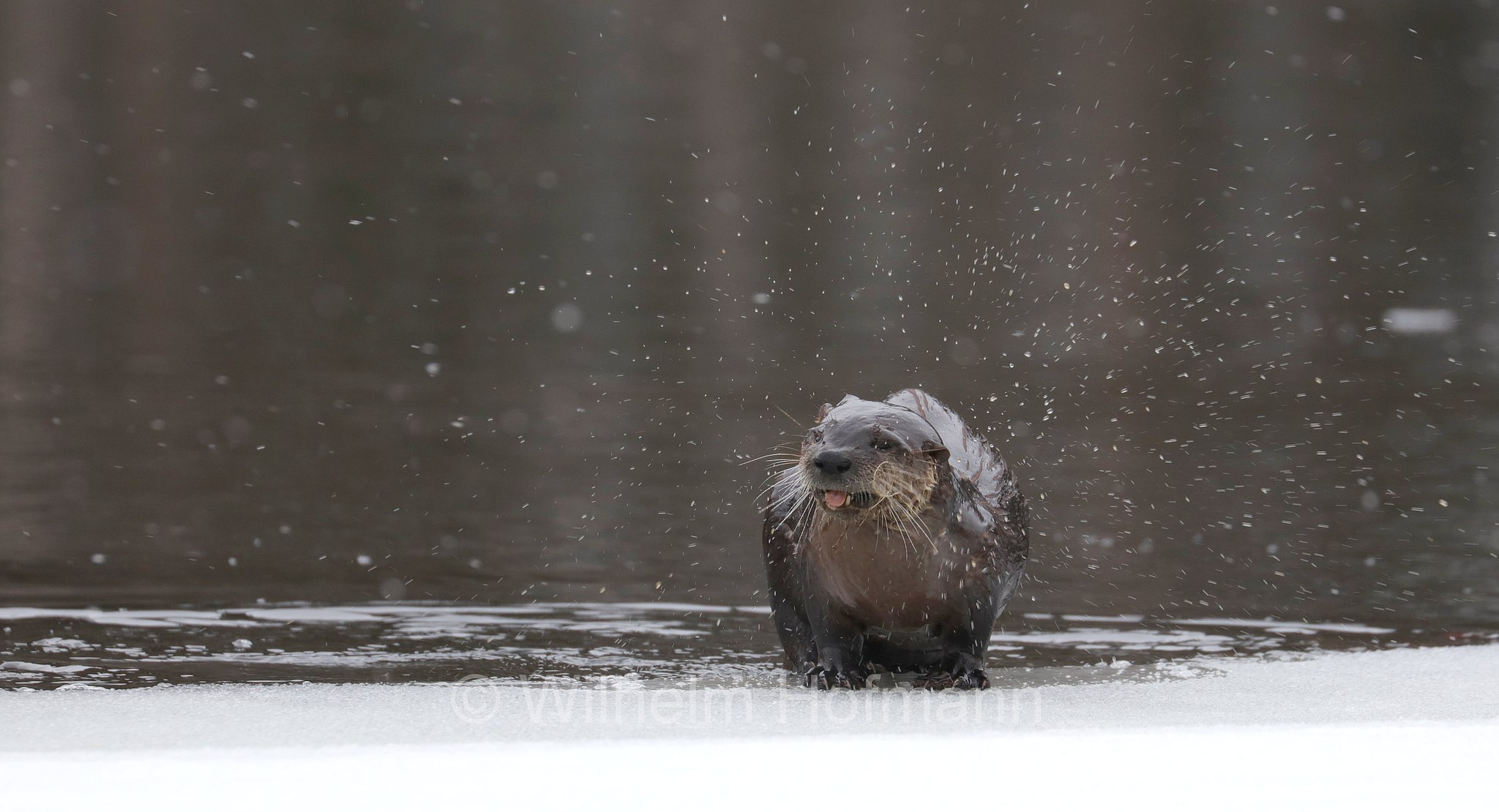 Lontra canadensis, North American river otter, northern river otter, river otter, Nordamerikanische Fischotter, lontra canadese, Tanamakoon Lake, Algonquin Provincial Park, Parco provinciale di Algonquin, Ontario, Canada, Kanada