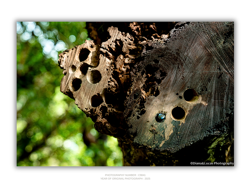 THE ONE - WILDLIFE & NATURE - "Still Home'' - LIMITED EDITION 4 of 5