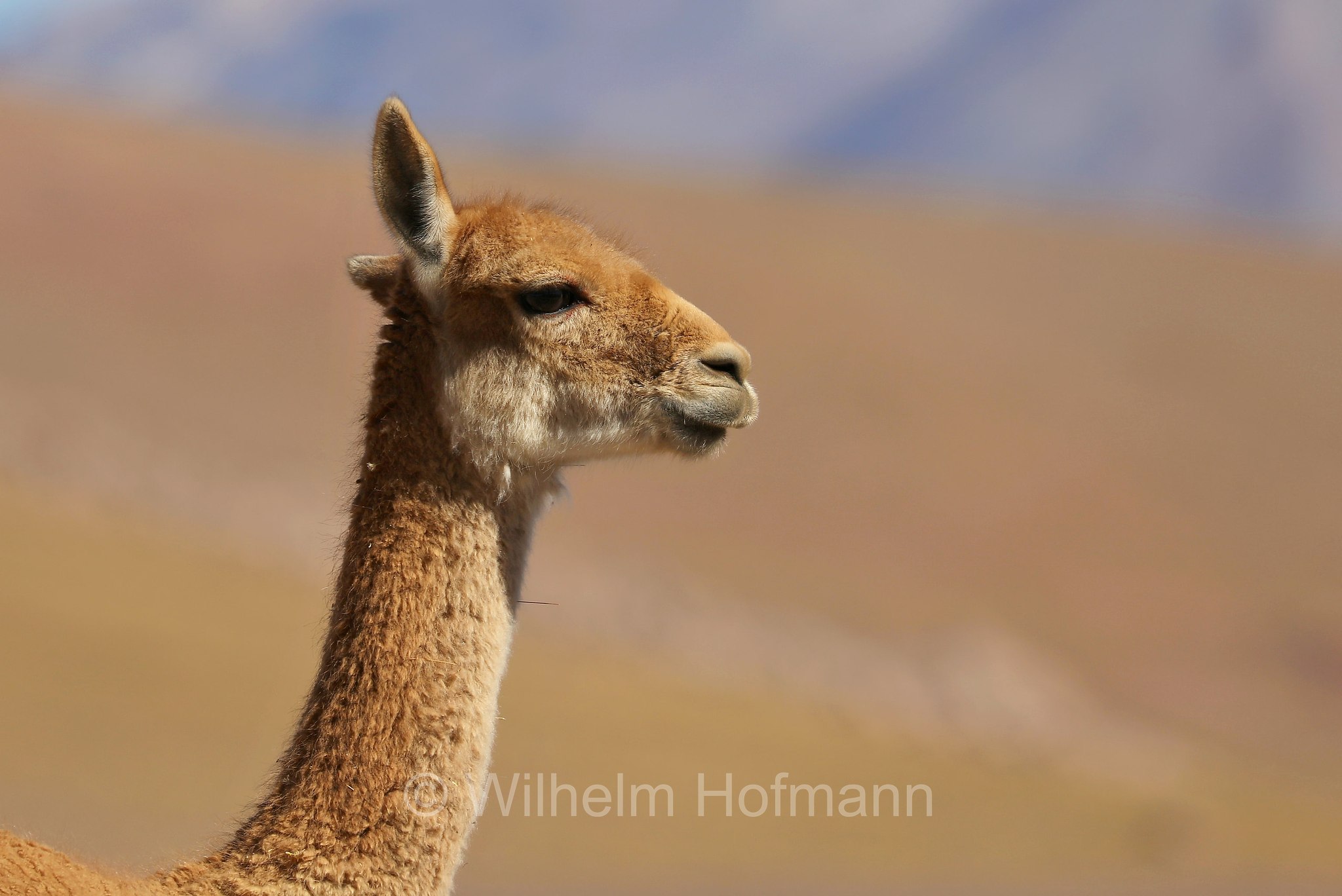 vicuña, vicuna, Vikunja, Vicuña, vigogna, Lama vicugna, Atacama Desert, Atacama-Wüste, deserto di Atacama, Chile, Cile