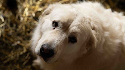 Portrait de Tango, chien blanc de la Bergerie de La Londe-les-Maures, photographié en lumière naturelle.
