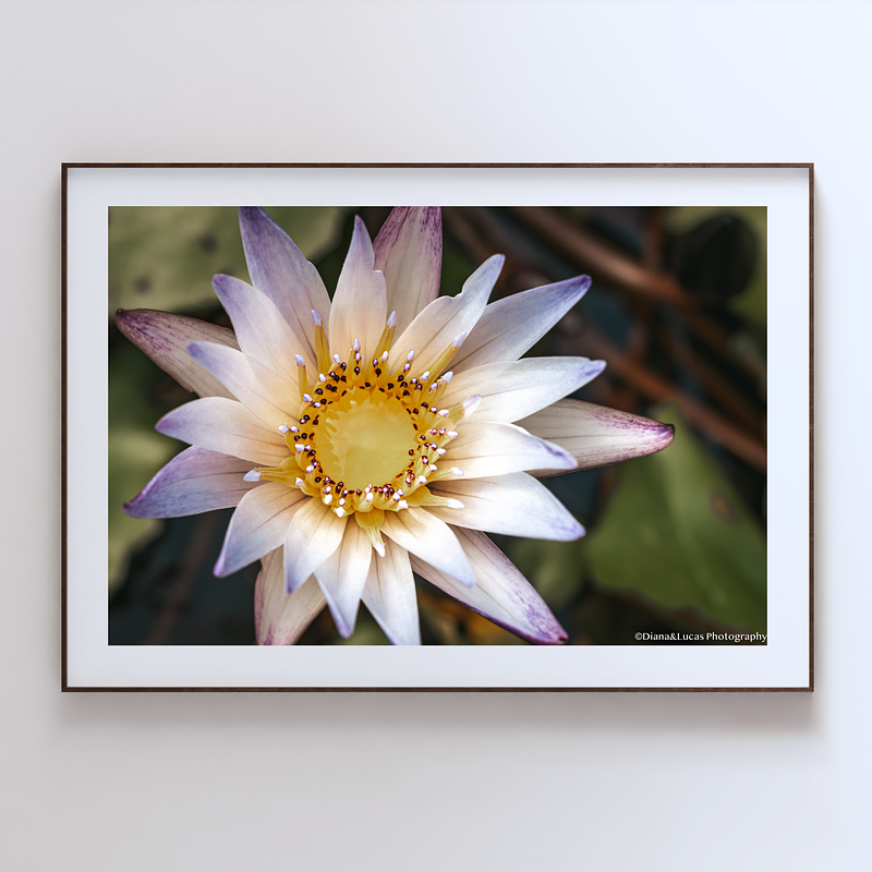 THE ONE - WILDLIFE & NATURE - "Nymphaea Solo" - LIMITED EDITION 5 of 5
