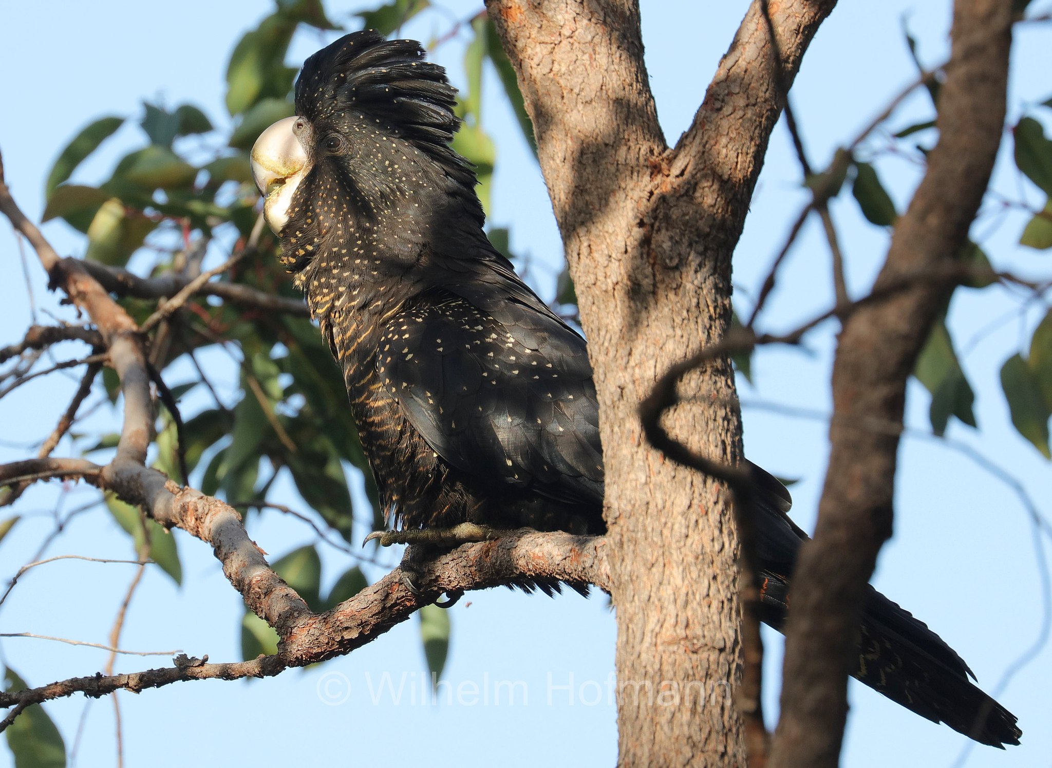 Calyptorhynchus banksii naso, forest red-tailed black cockatoo, Westaustralischer Rotschwanz-Rabenkakadu, cacatua nero codarossa della foresta, John Forrest National Park, John-Forrest-Nationalpark, Parco nazionale John Forrest, Western Australia, Westaustralien, Australia Occidentale, Australia, Australien