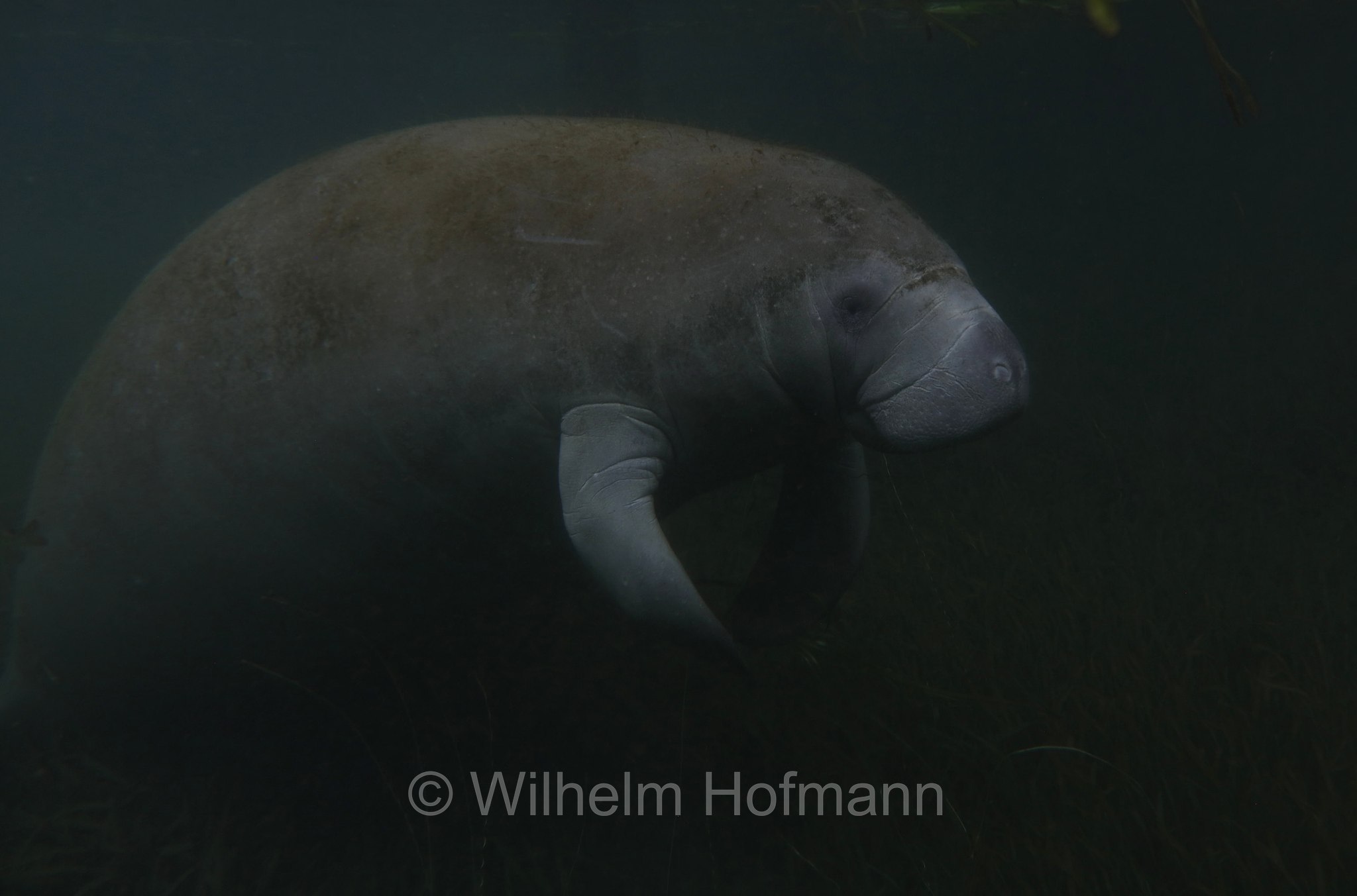 Trichechus manatus latirostris, Florida manatee, Florida-Seekuh, Florida-Manati, lamantino della Florida, manato della Florida, Crystal River, Kings Bay Park, Florida, USA