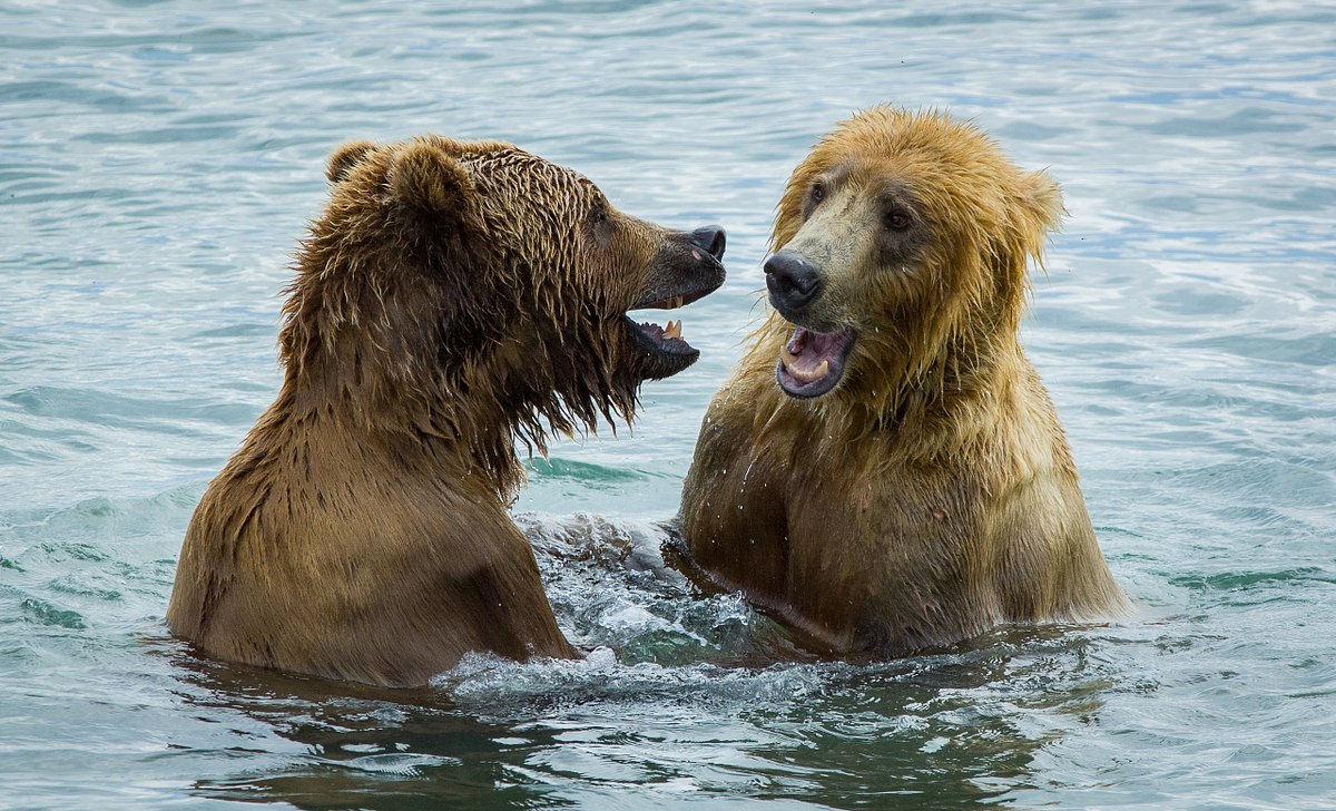 Bear Conversation