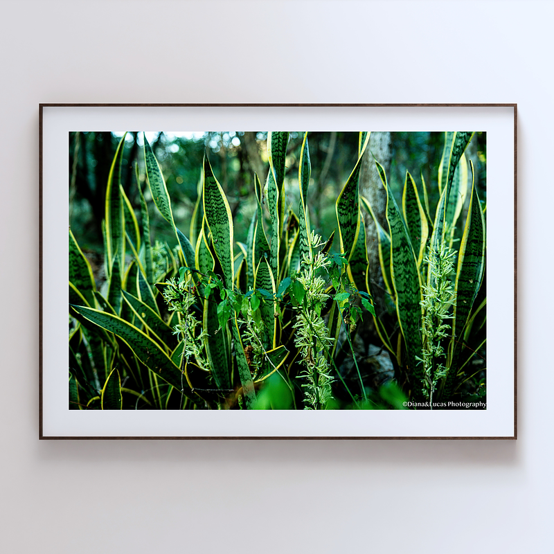THE ONE - WILDLIFE & NATURE - "Where They Come From" - LIMITED EDITION 5 of 5