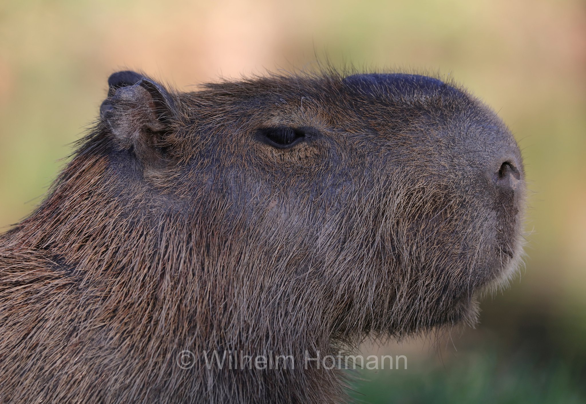 capybara, greater capybara, Wasserschwein, capibara, idrochéro, capivara, chigüire, nutriae, quiuit, chigüiro, fercho, carpincho, ronsoco, Hydrochoerus hydrochaeris, Pantanal, Mato Grosso, Brazil, Brasil, Brasile, Brasilien
