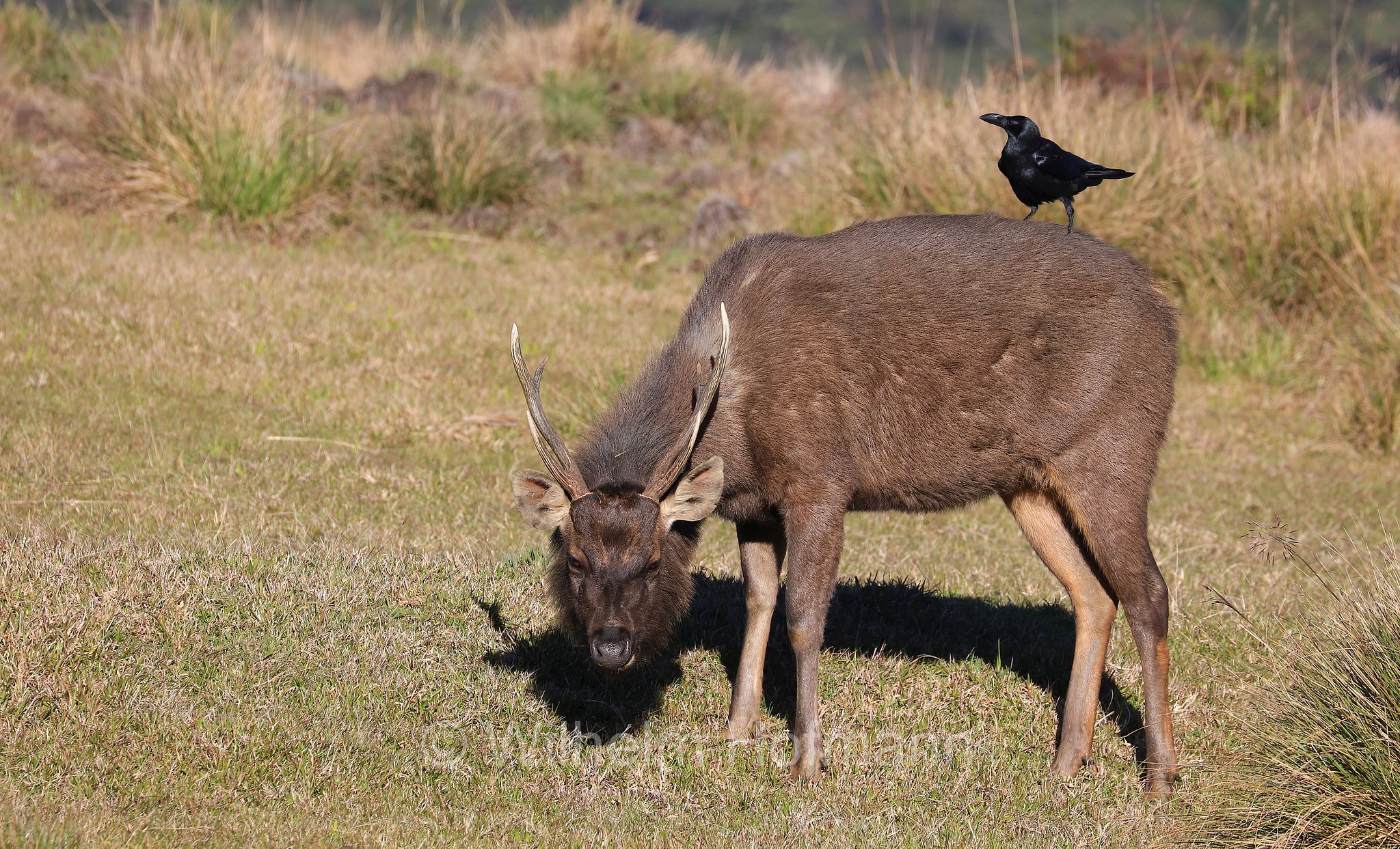 Sri Lankan sambar, Indian sambar, Sri-Lanka-Sambar, sambar indiano, cervo sambar, Rusa unicolor unicolor, Horton Plains National Park, Horton-Plains-Nationalpark, parco nazionale Horton Plains, Sri Lanka