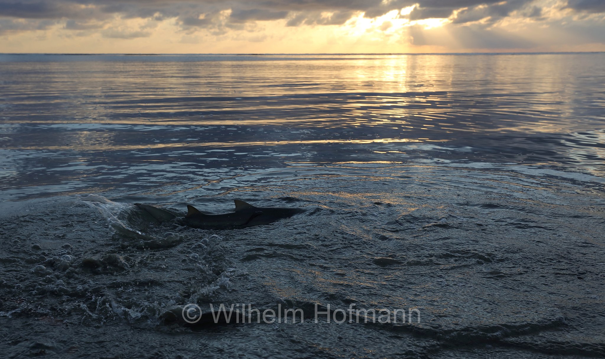 Carcharhinus amblyrhynchos, grey reef shark, gray reef shark, Grauer Riffhai, squalo grigio del reef, Queensland, Australia, Australien