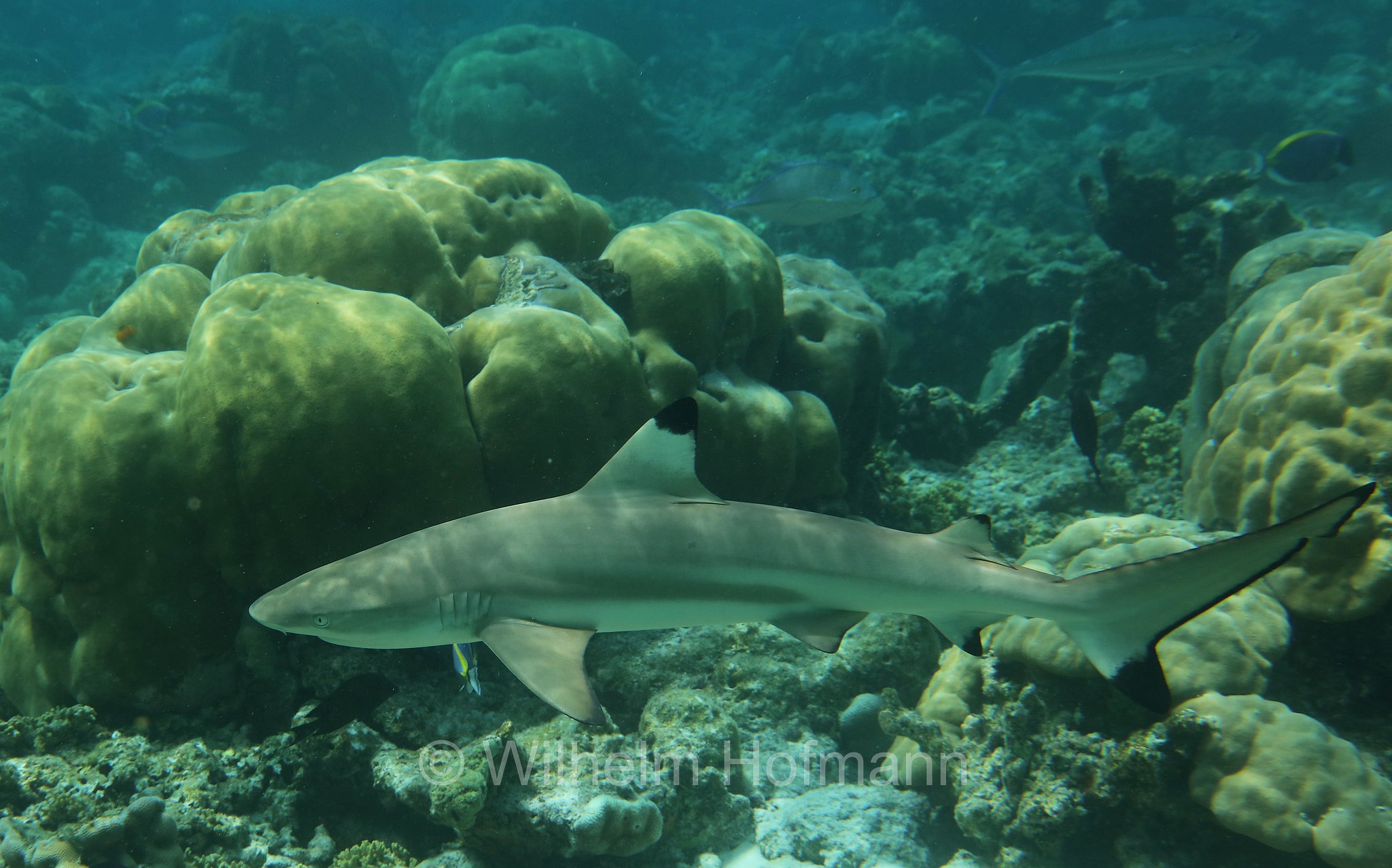 blacktip reef shark, Schwarzspitzen-Riffhai, squalo pinna nera del reef, Carcharhinus melanopterus, Malediven, Maldives, Maledive, fihalhohi island resort