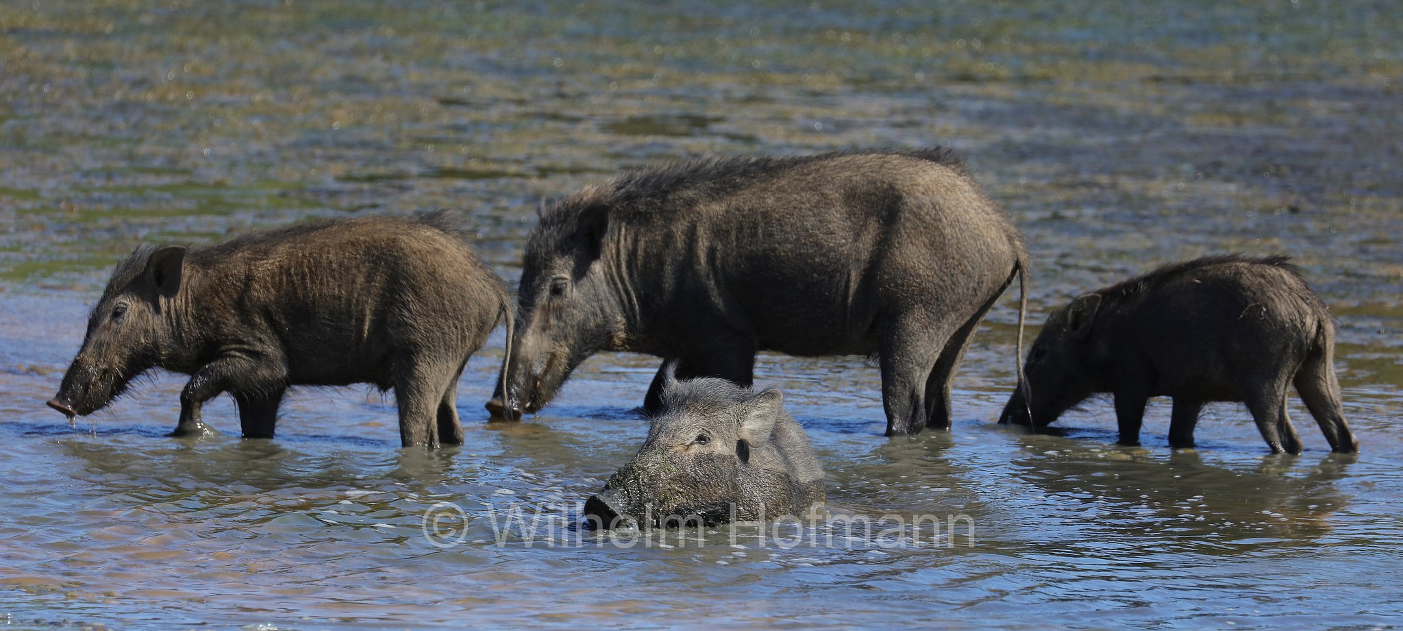 Indian boar, Moupin pig, Indisches Wildschwein, cinghiale indiano, Sus scrofa cristatus, Sri Lanka, Yala National Park, Yala Nationalpark, Parco nazionale di Yala