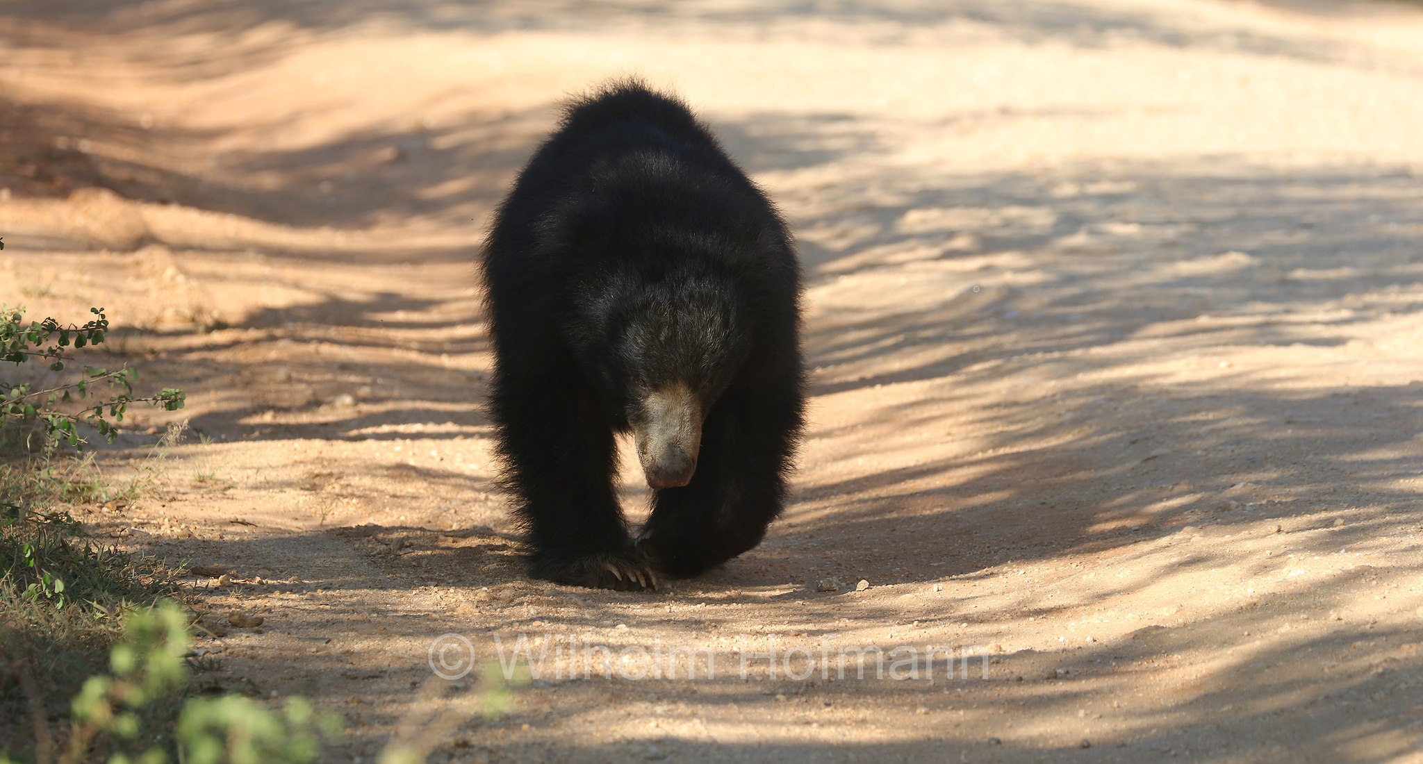 sloth bear, Indian bear, Lippenbär, orso labiato, orso giocoliere, Melursus ursinus, Sri Lanka, Yala National Park, Yala Nationalpark, Parco nazionale di Yala