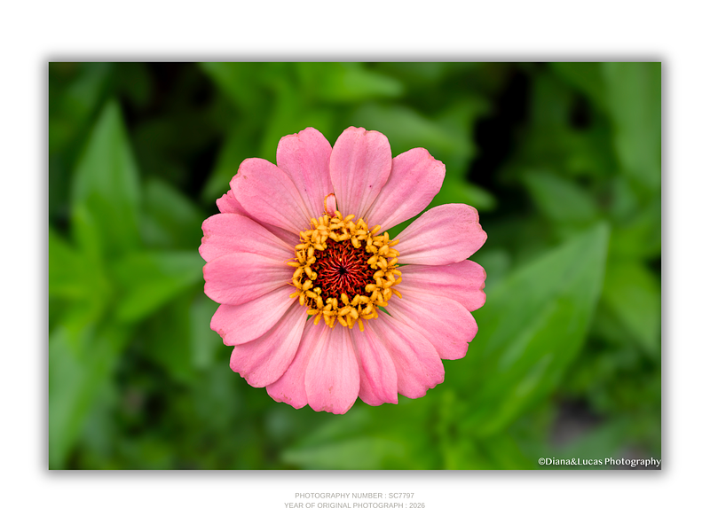 THE ONE - WILDLIFE & NATURE - "Powder Zinnia" - LIMITED EDITION 3 of 5