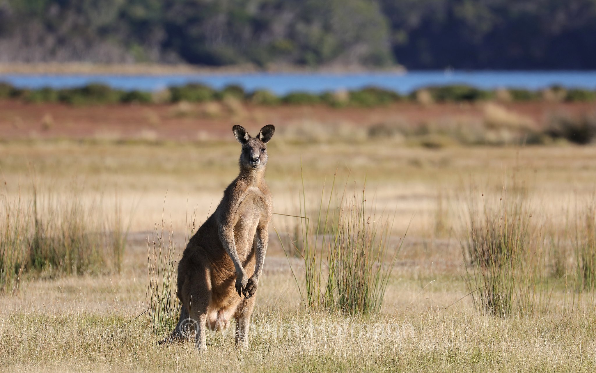 eastern grey kangaroo, gigantic large-foot, great grey kangaroo, forester kangaroo, Östliches Graues Riesenkänguru, canguro grigio orientale, Macropus giganteus, Narawntapu National Park, Narawntapu-Nationalpark, parco nazionale Narawntapu, Tasmania, Tasmanien, Australia, Austalien