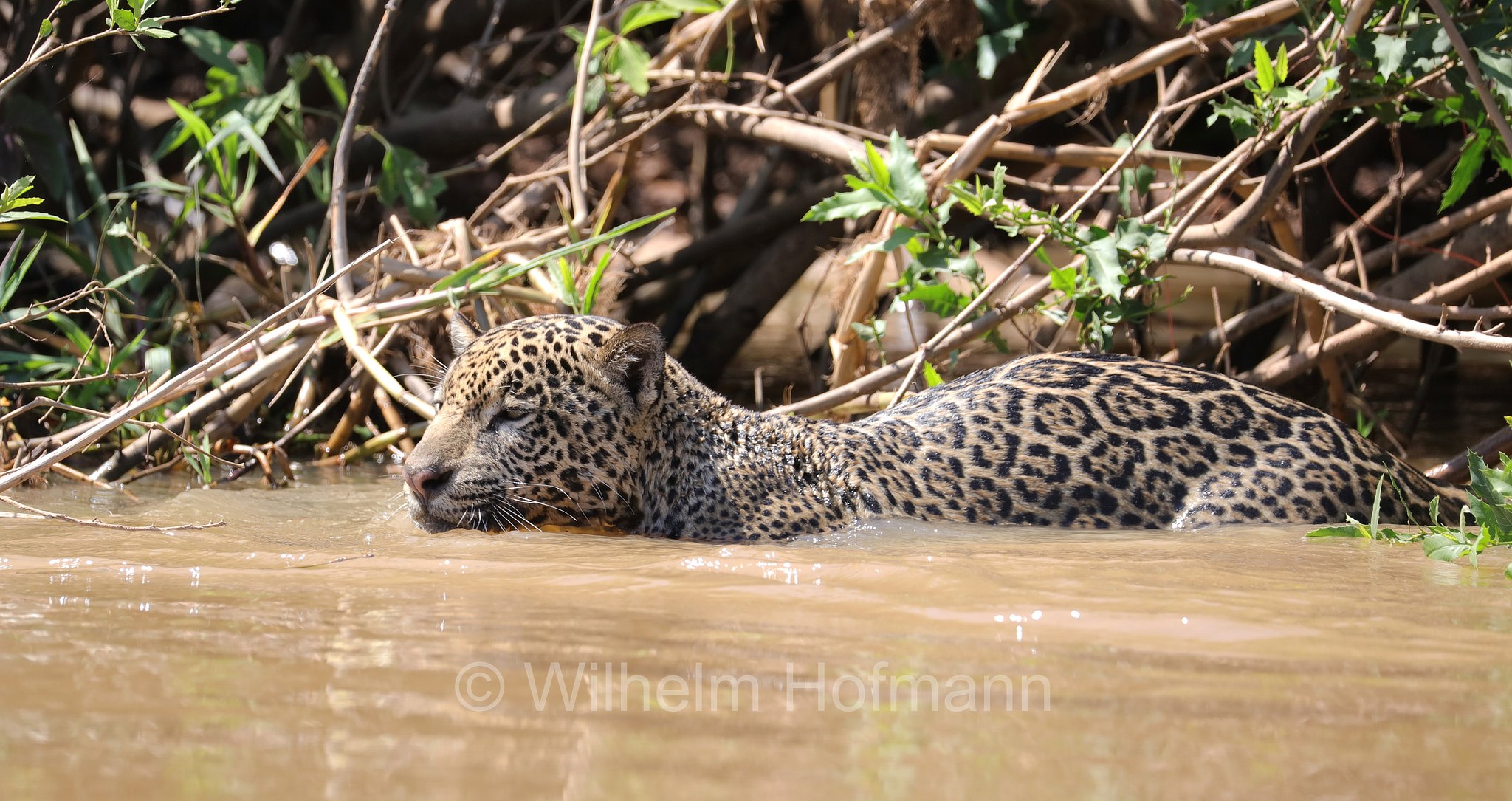 Jaguar, ﻿giaguaro, Panthera onca, Parque Estadual Encontro das Águas, Pantanal, Mato Grosso, Brazil, Brasil, Brasile, Brasilien