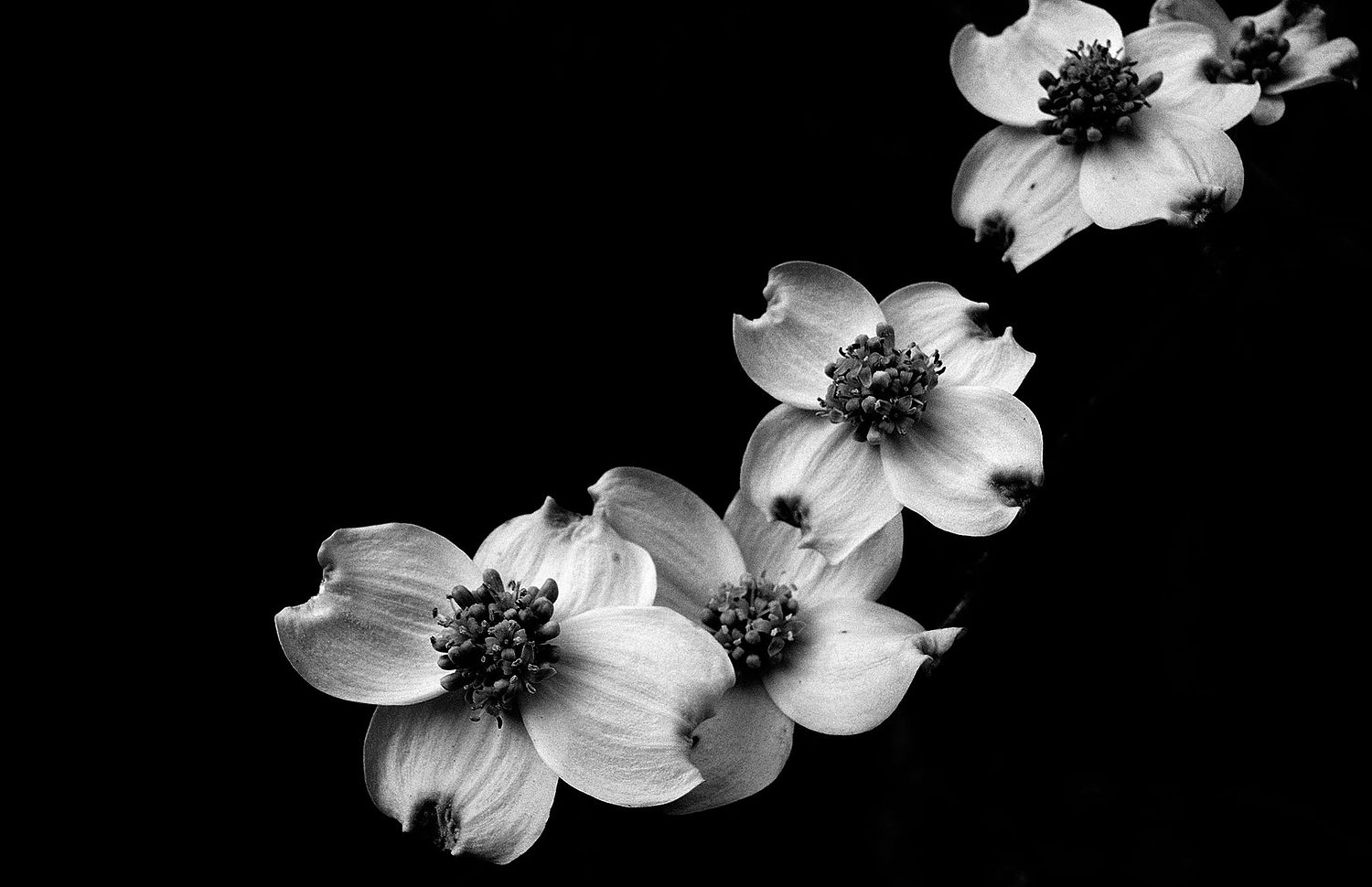 Bill Helton Photography