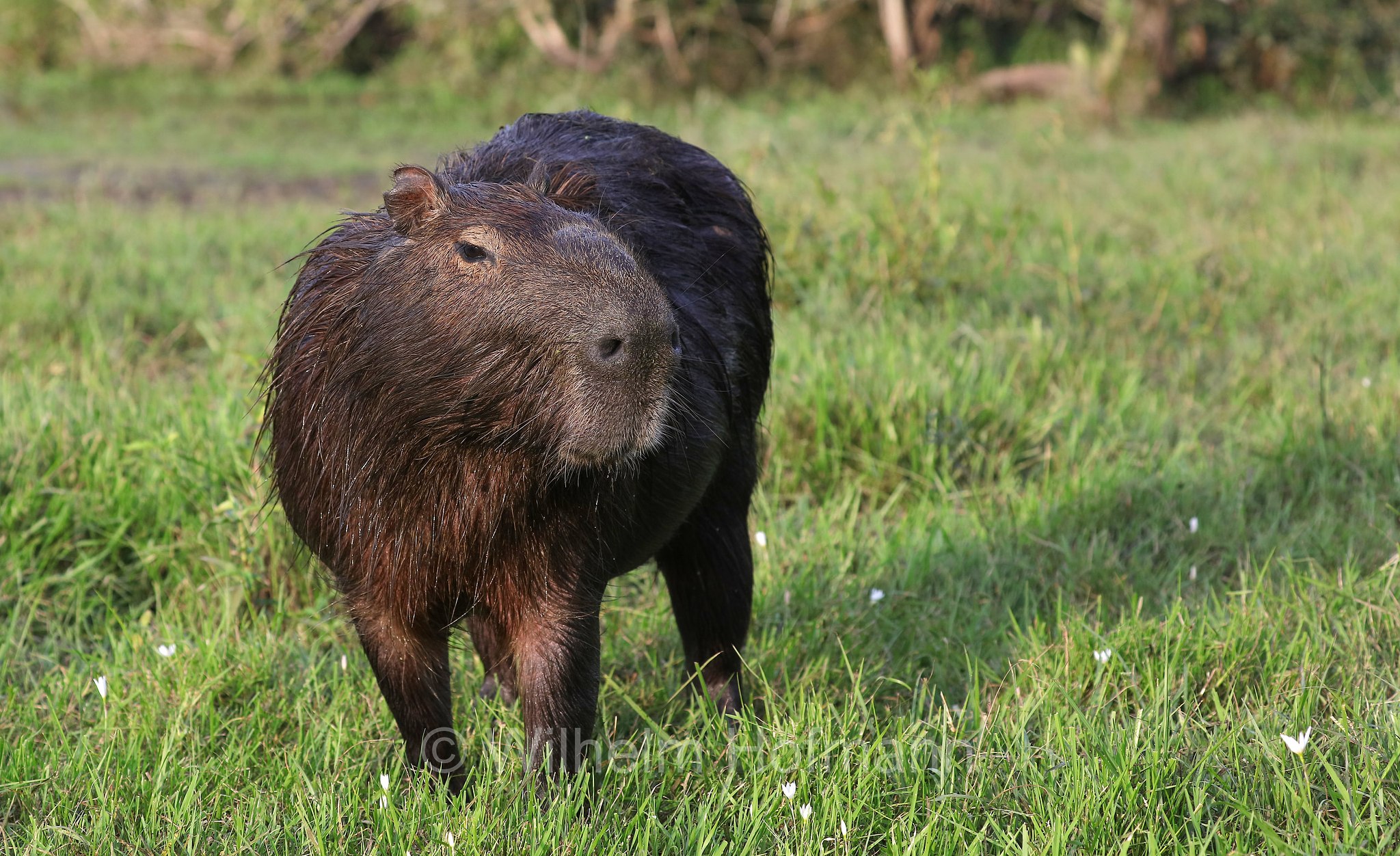 capybara, greater capybara, Wasserschwein, capibara, idrochéro, capivara, chigüire, nutriae, quiuit, chigüiro, fercho, carpincho, ronsoco, Hydrochoerus hydrochaeris, Iberá Wetlands, Esteros del Iberá, Corrientes, Argentina, Argentinien