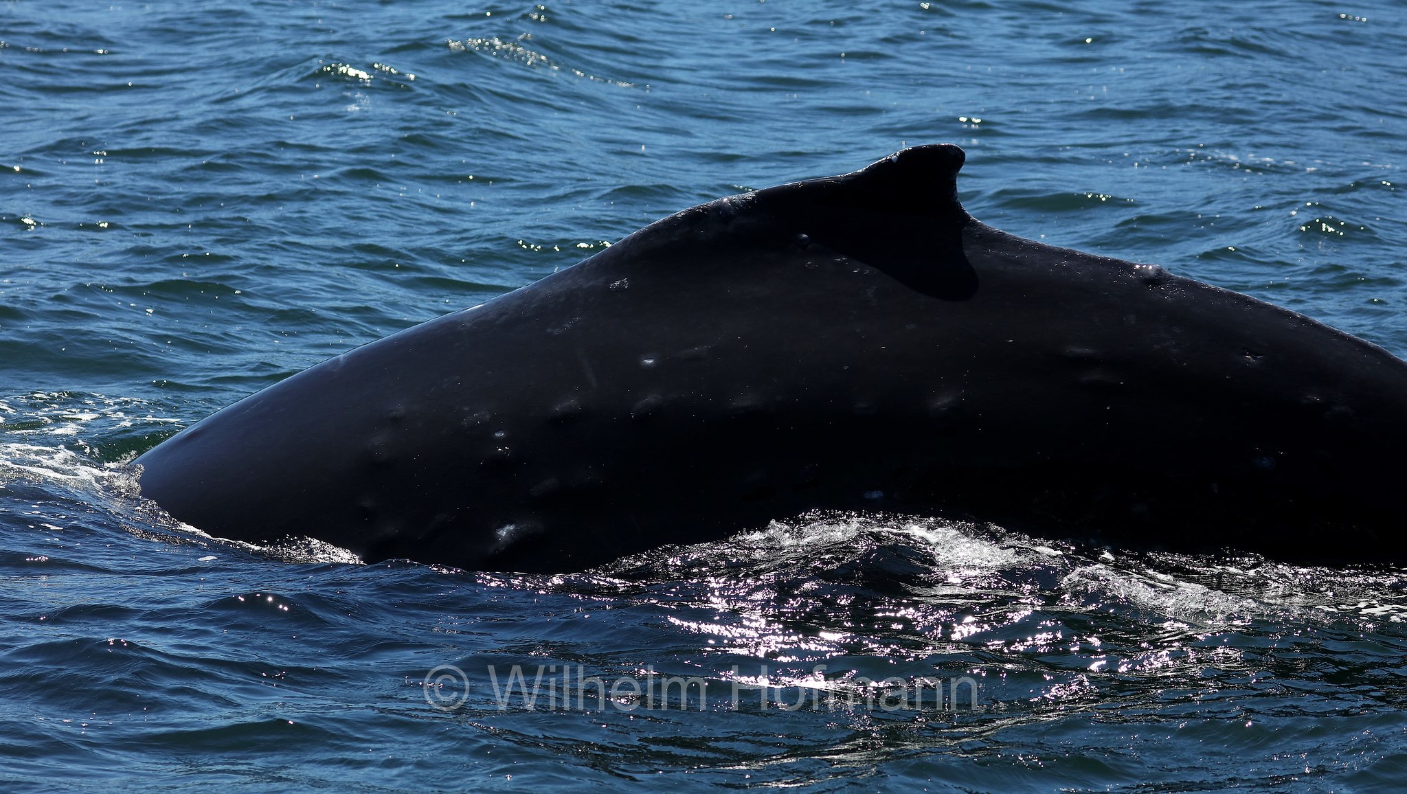 Megaptera novaeangliae, humpback whale, Buckelwal, megattera, Discovery Passage, Discovery-Passage, British Columbia, Columbia Britannica, Canada, Kanada