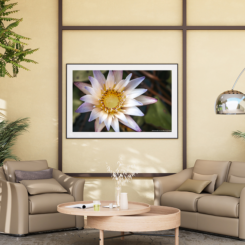 THE ONE - WILDLIFE & NATURE - "Nymphaea Solo" - LIMITED EDITION 5 of 5