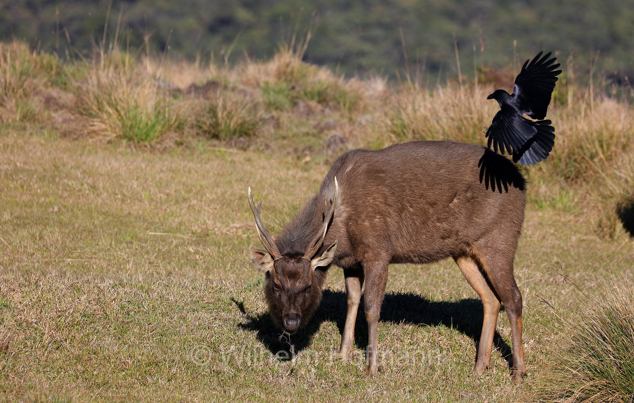 Sri Lankan sambar, Indian sambar, Sri-Lanka-Sambar, sambar indiano, cervo sambar, Rusa unicolor unicolor, Horton Plains National Park, Horton-Plains-Nationalpark, parco nazionale Horton Plains, Sri Lanka