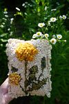ode to the wild weed: charm