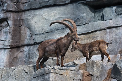Tierpark Dählhölzli
