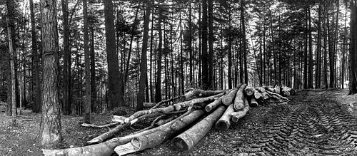 Im Tröcheni-Wald