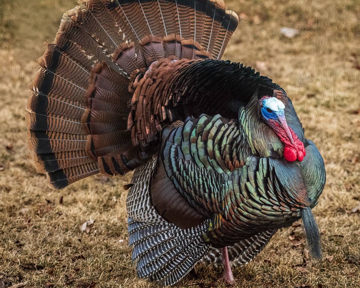 Wild Turkey Displaying