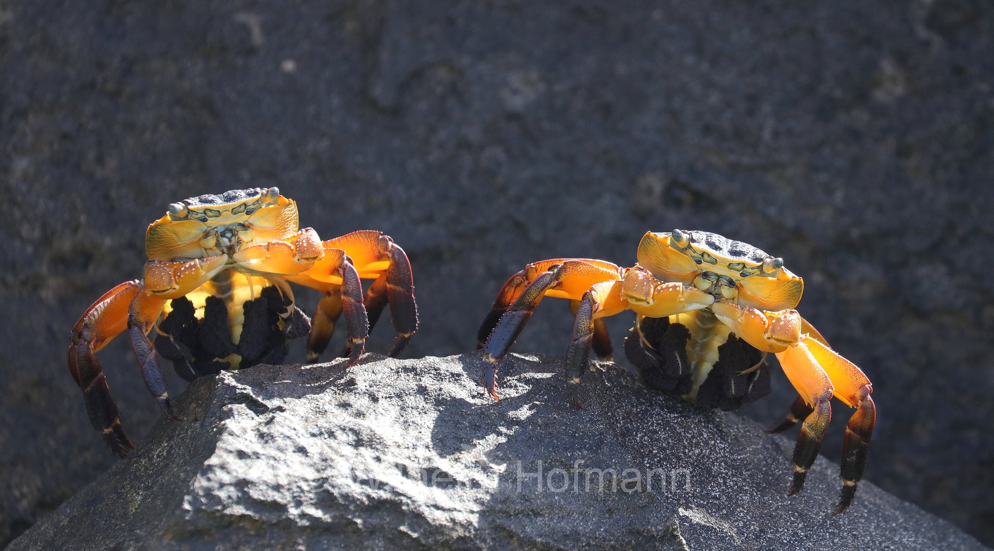 Leptograpsus variegatus, purple rock crab, Lila Felsenkrabbe, granchio viola delle rocci, Cape Peron, Point Peron, Western Australia, Westaustralien, Australia Occidentale, Australia, Australien