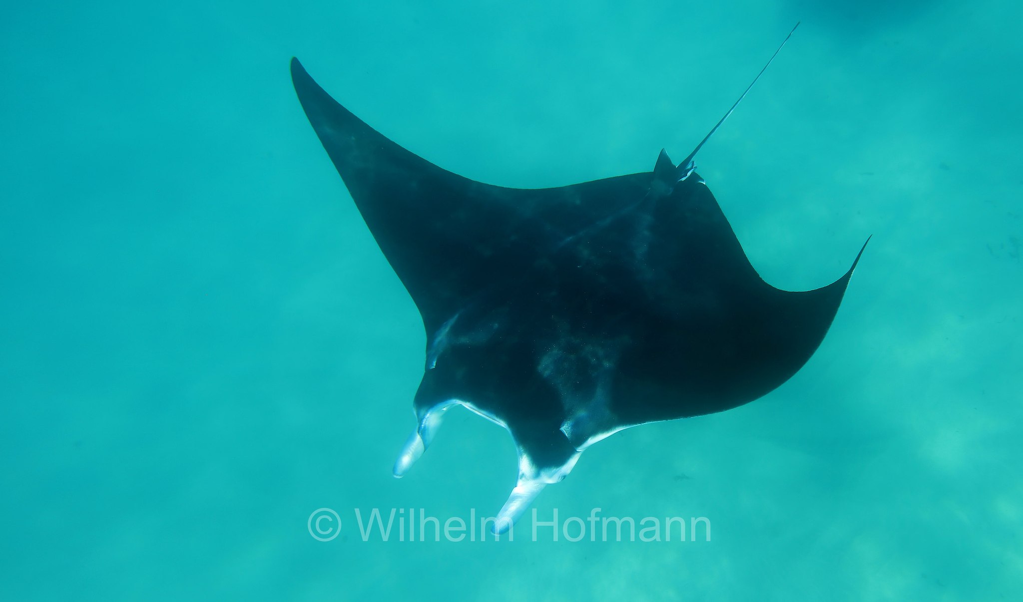 reef manta ray, Riffmanta, manta della barriera corallina, Mobula alfredi, Manta alfredi, Ningaloo Coast, Ningaloo Marine Park, Ningaloo Commonwealth Marine Reserve, Costa di Ningaloo, Western Australia, Westaustralien, Australia Occidentale, Australia, Australien