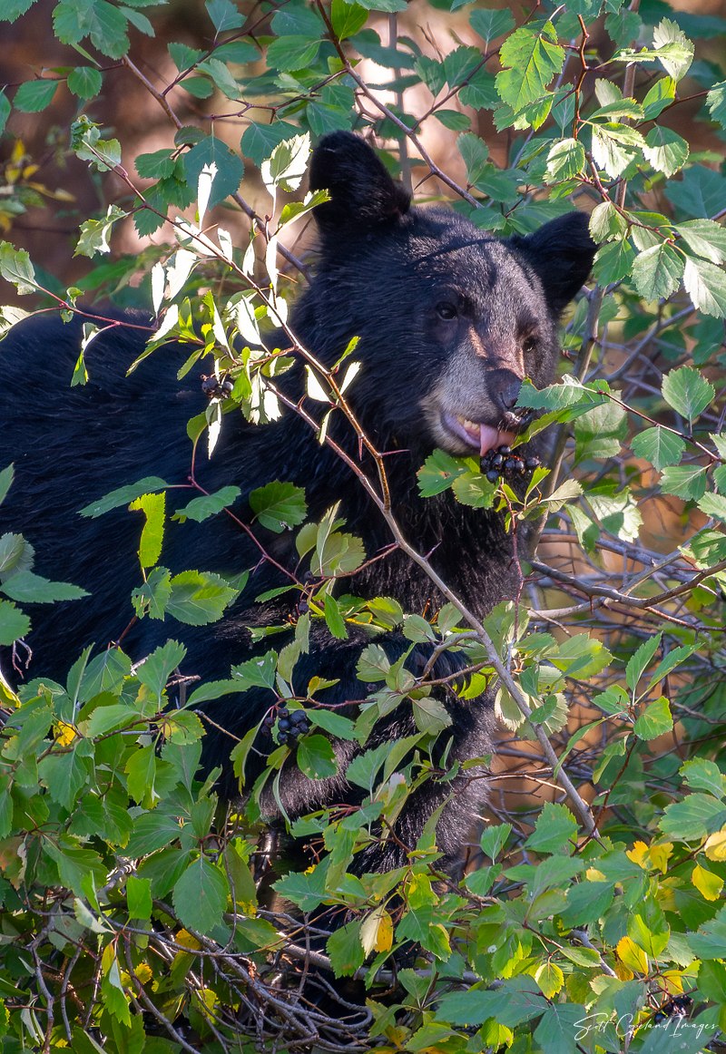 Wildlife Wonder