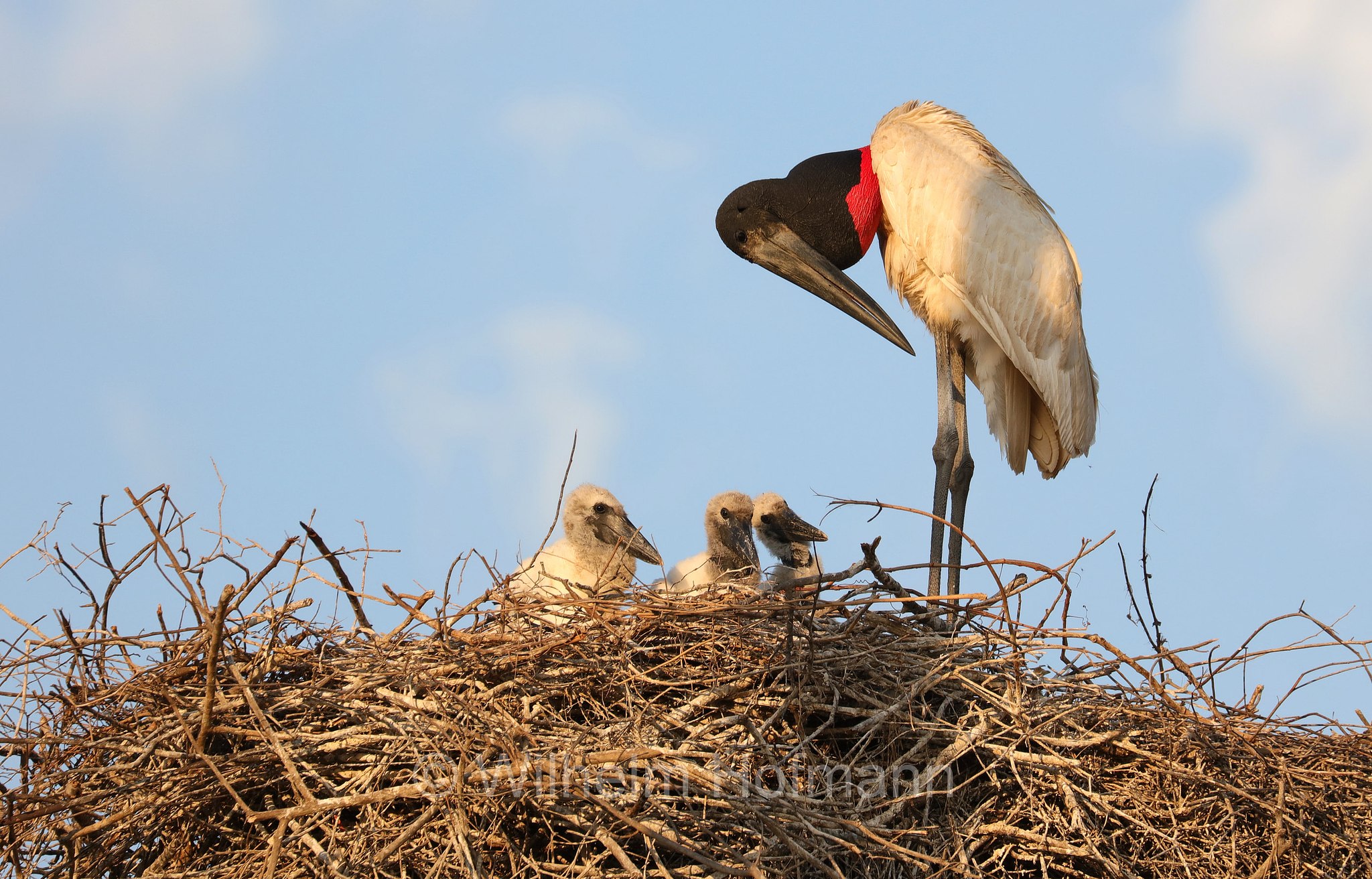 jabiru, jaburu, tuiuiú, tuim-de-papo vermelho, cauauá, Jabiru mycteria, Pantanal, Mato Grosso, Brazil, Brasil, Brasile, Brasilien