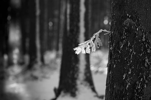 Frosty Forest