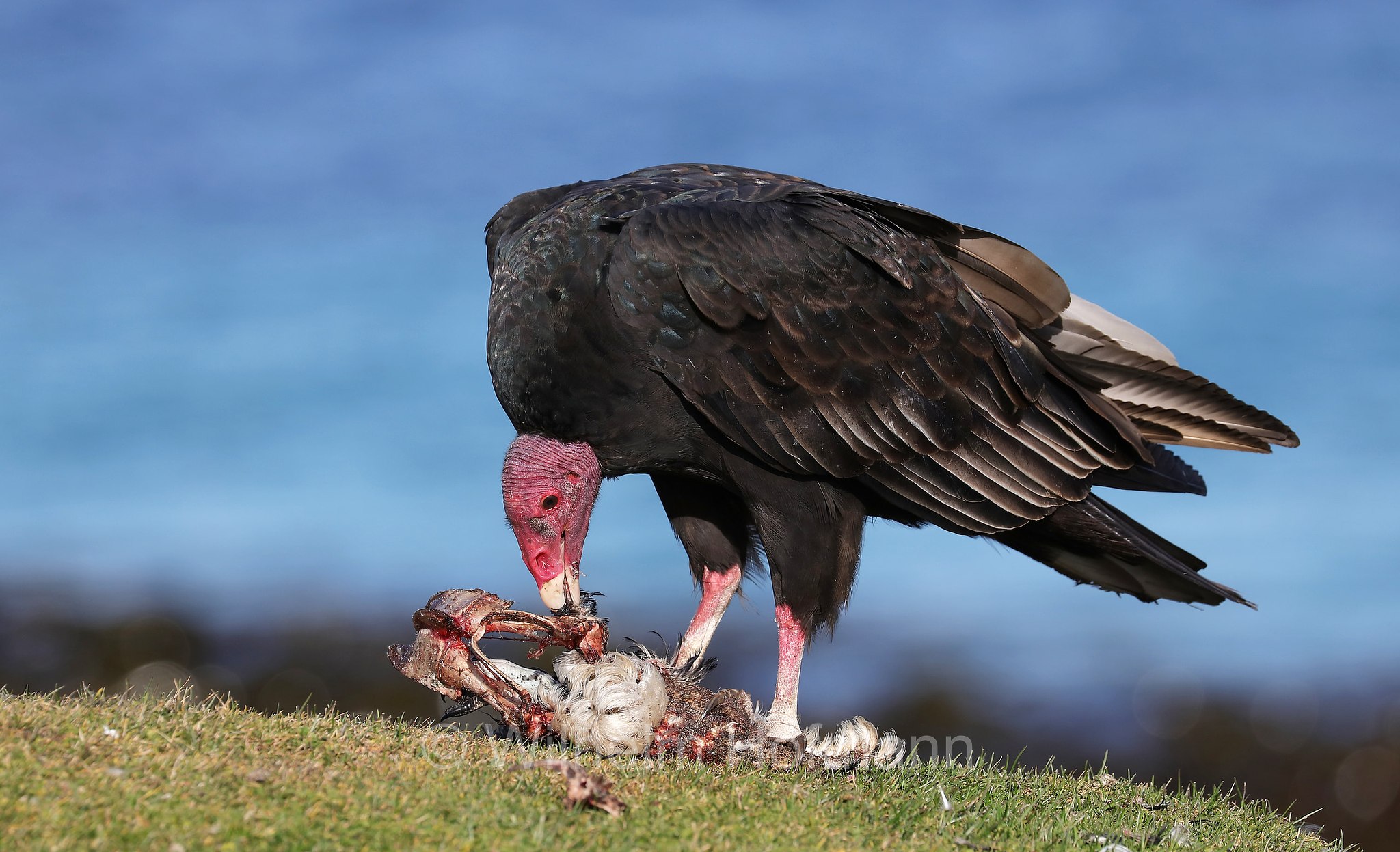 turkey vulture, Truthahngeier, avvoltoio collorosso, Cathartes aura, Bleaker Island, Isla María, Falkland Islands, Falklandinseln, Isole Falkland