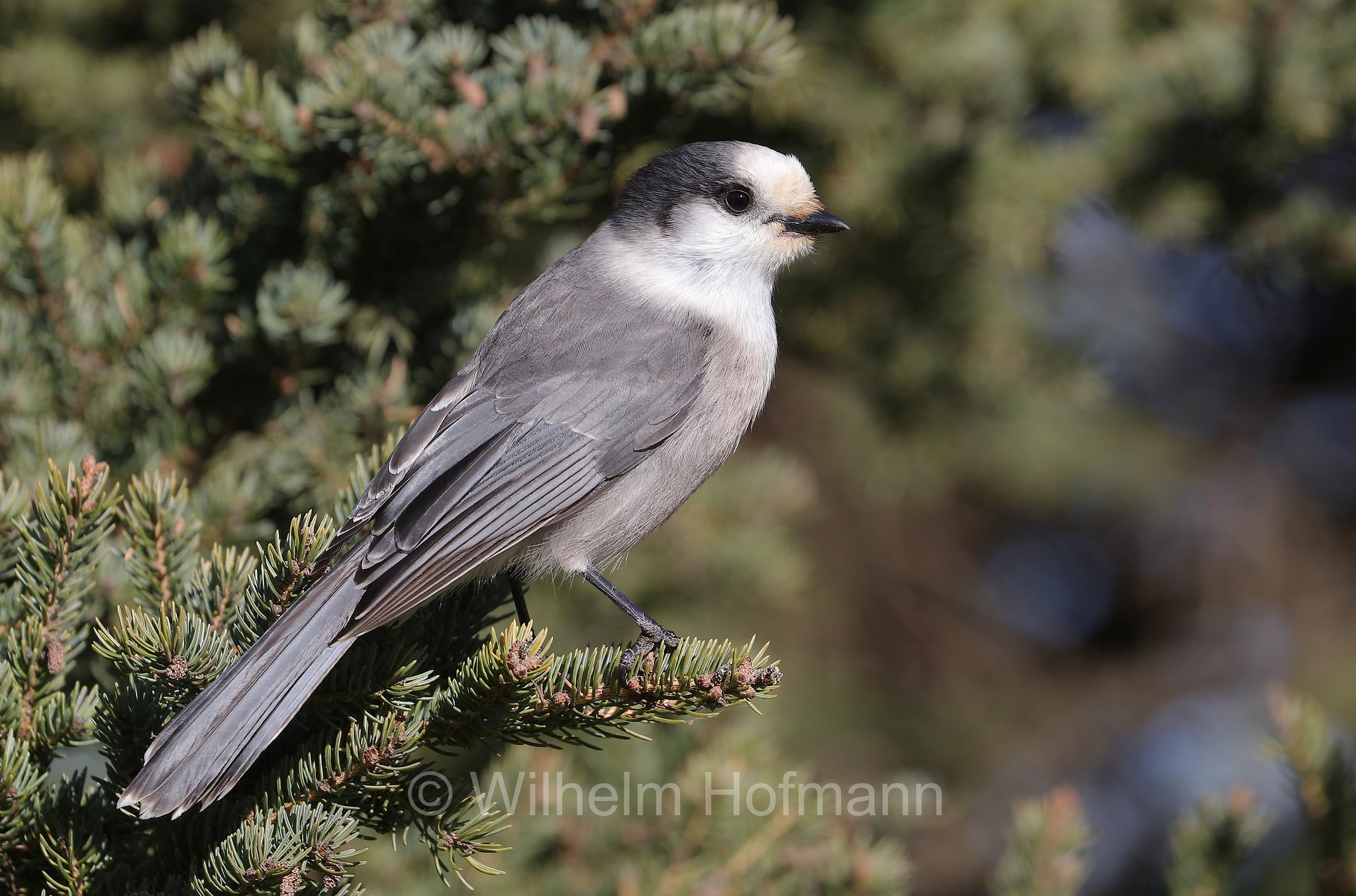 Perisoreus canadensis, Canada jay, grey jay, gray jay, camp robber, moose bird, gorby, whisky jack, Meisenhäher, ghiandaia grigia canadese, Moon Lake, Riding Mountain National Park, Riding-Mountain-Nationalpark, Parco nazionale di Riding Mountain, Manitoba, Canada, Kanada