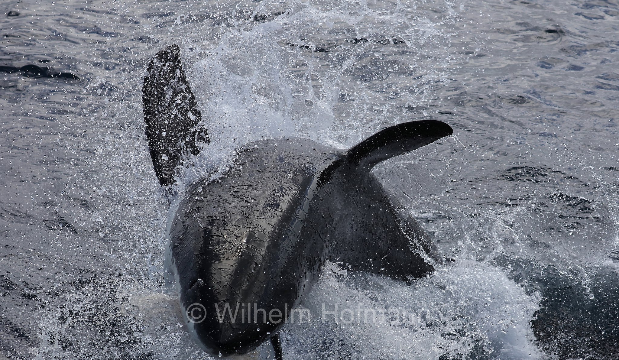 great white shark, great white, white shark, white pointer, Weißer Hai, Weißhai, Menschenhai, grande squalo bianco, carcarodonte, squalo bianco, Carcharodon carcharias, Neptune Islands, South Australia, Südaustralien, Australia Meridionale, Australia, Australien