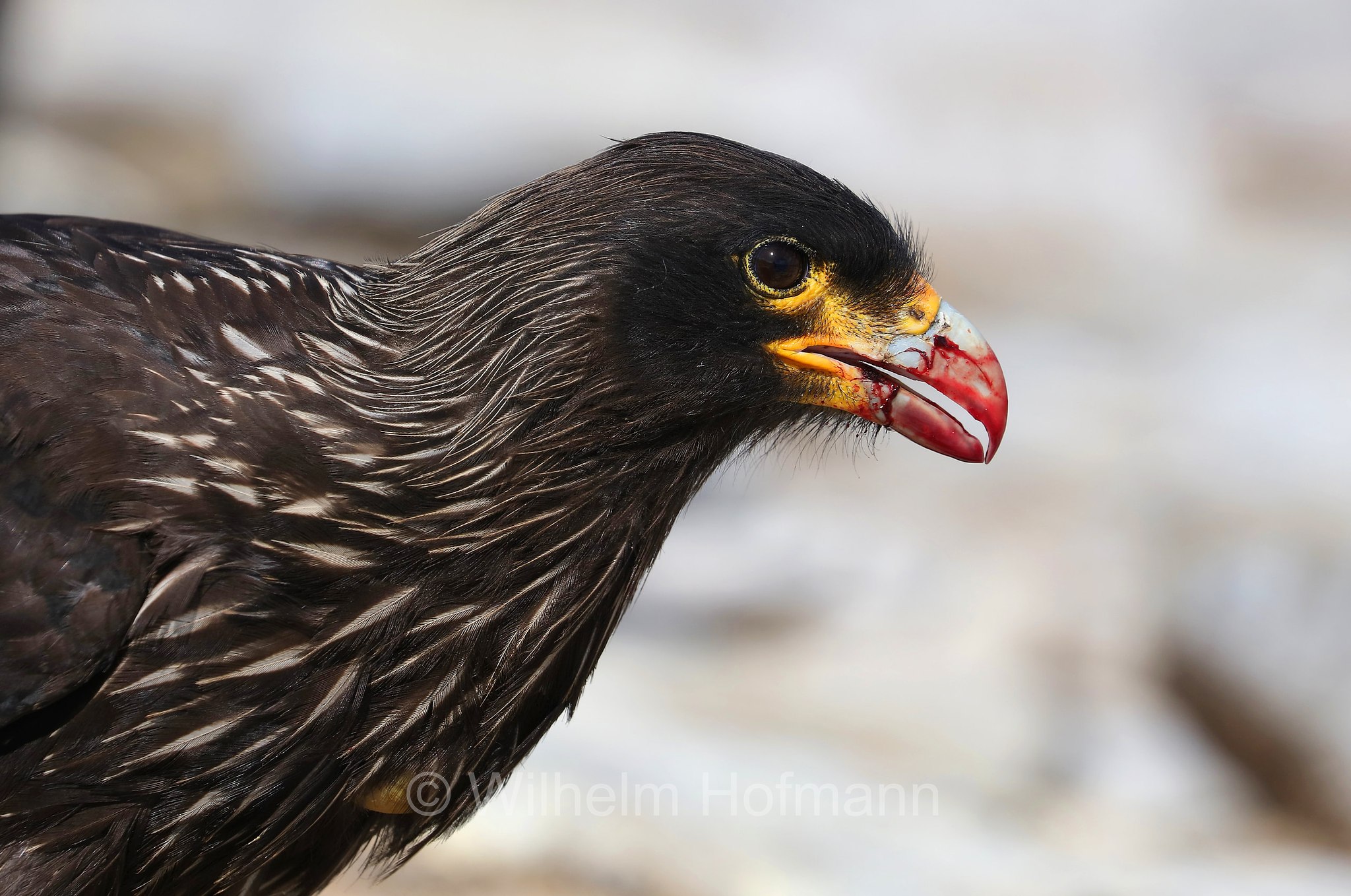 striated caracara, Forster's caracara, Johnny Rook, Falklandkarakara, caracara striato, Daptrius australis, Phalcoboenus australis, Sealion Island, Sea Lion Island, Isla de los Leones Marinos, Falkland Islands, Falklandinseln, Isole Falkland