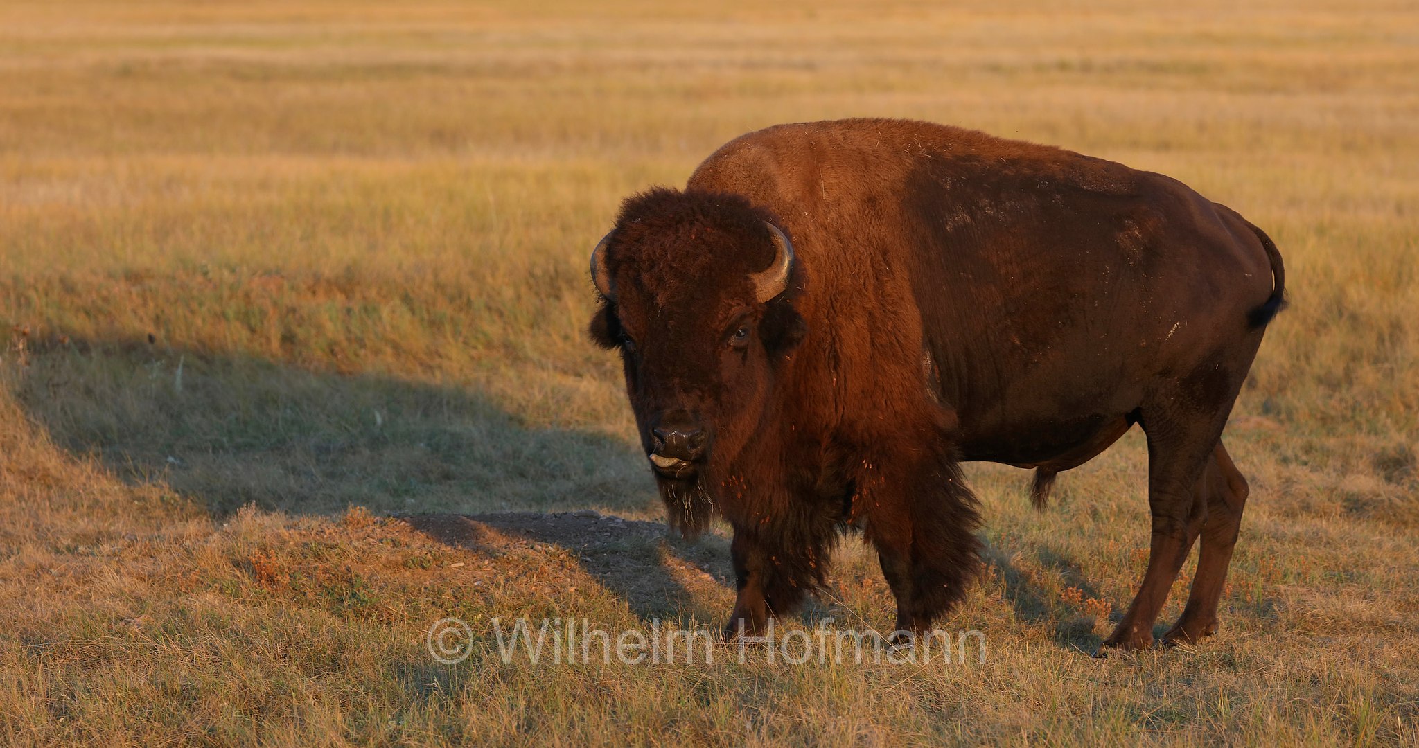 Plains bison, Präriebison, bisonte delle pianure, Bison bison bison, Wind Cave National Park, Wind-Cave-Nationalpark, Parco nazionale di Wind Cave, South Dakota, Dakota del Sud, USA