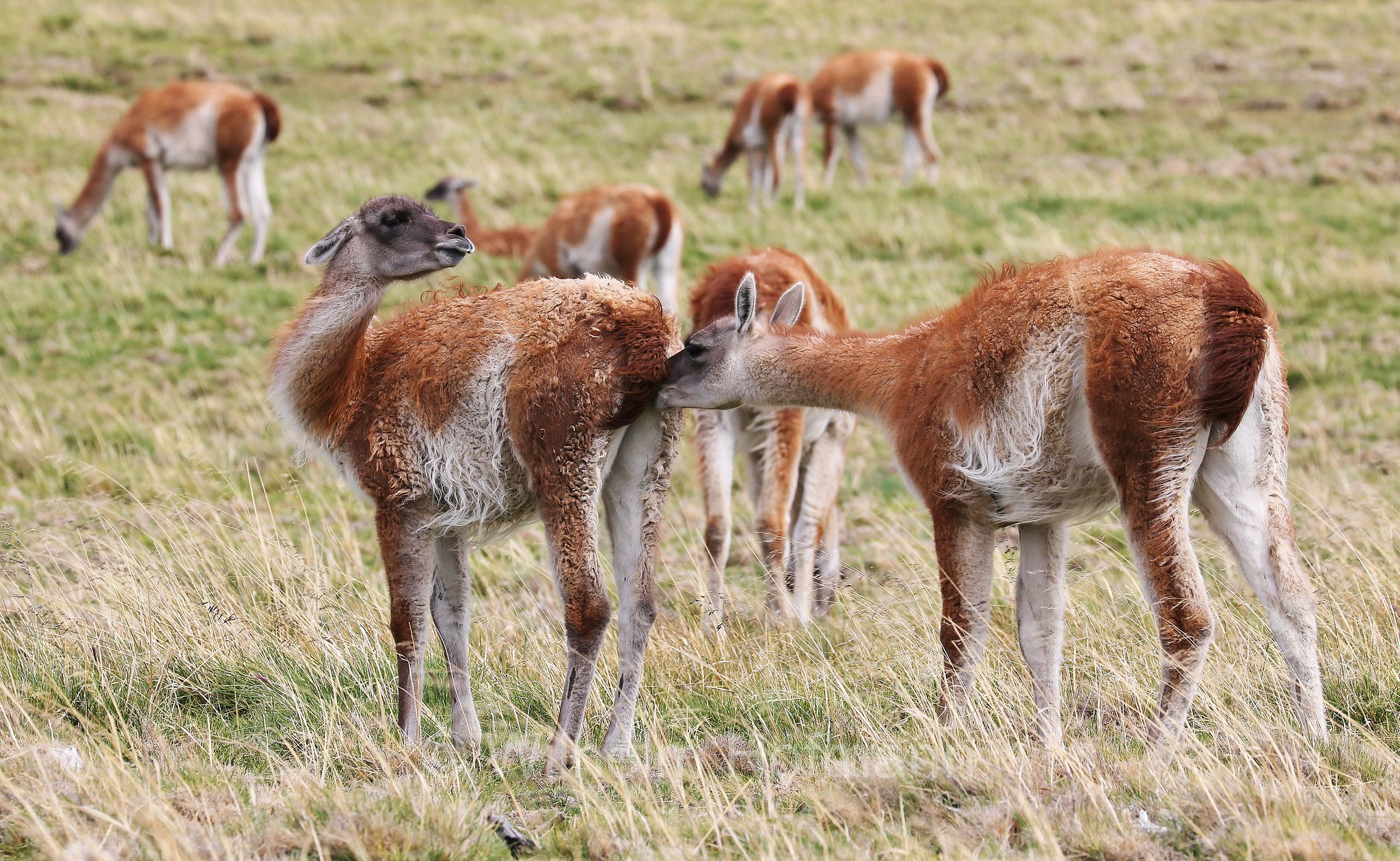guanaco, Guanako, Huanako, Lama guanicoe, Torres del Paine National Park, Patagonia, Patagonien, Chile, Cile