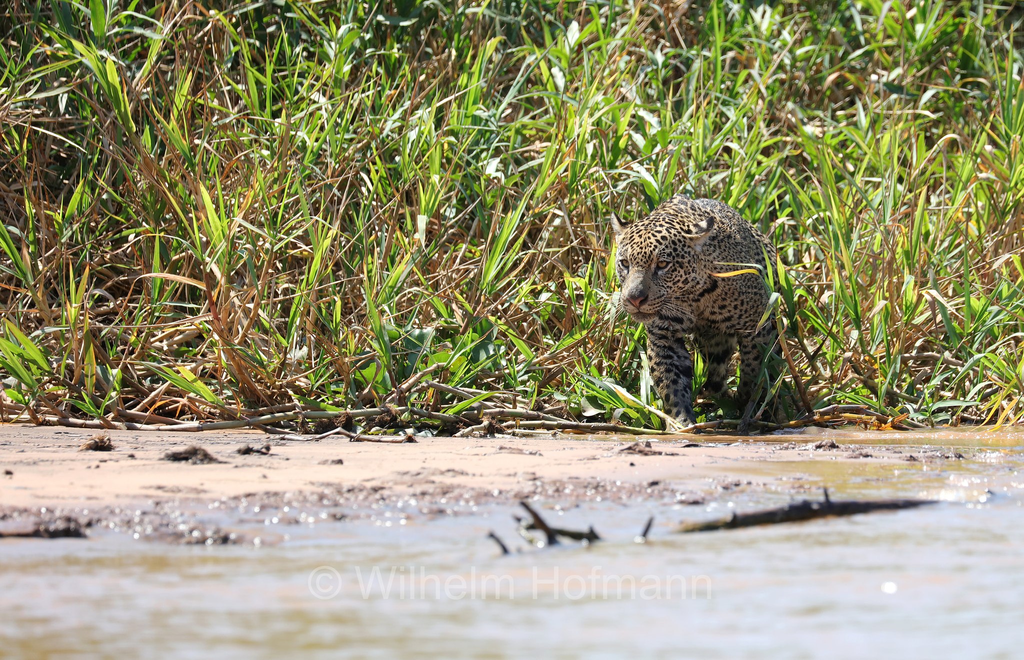 Jaguar, ﻿giaguaro, Panthera onca, Parque Estadual Encontro das Águas, Pantanal, Mato Grosso, Brazil, Brasil, Brasile, Brasilien