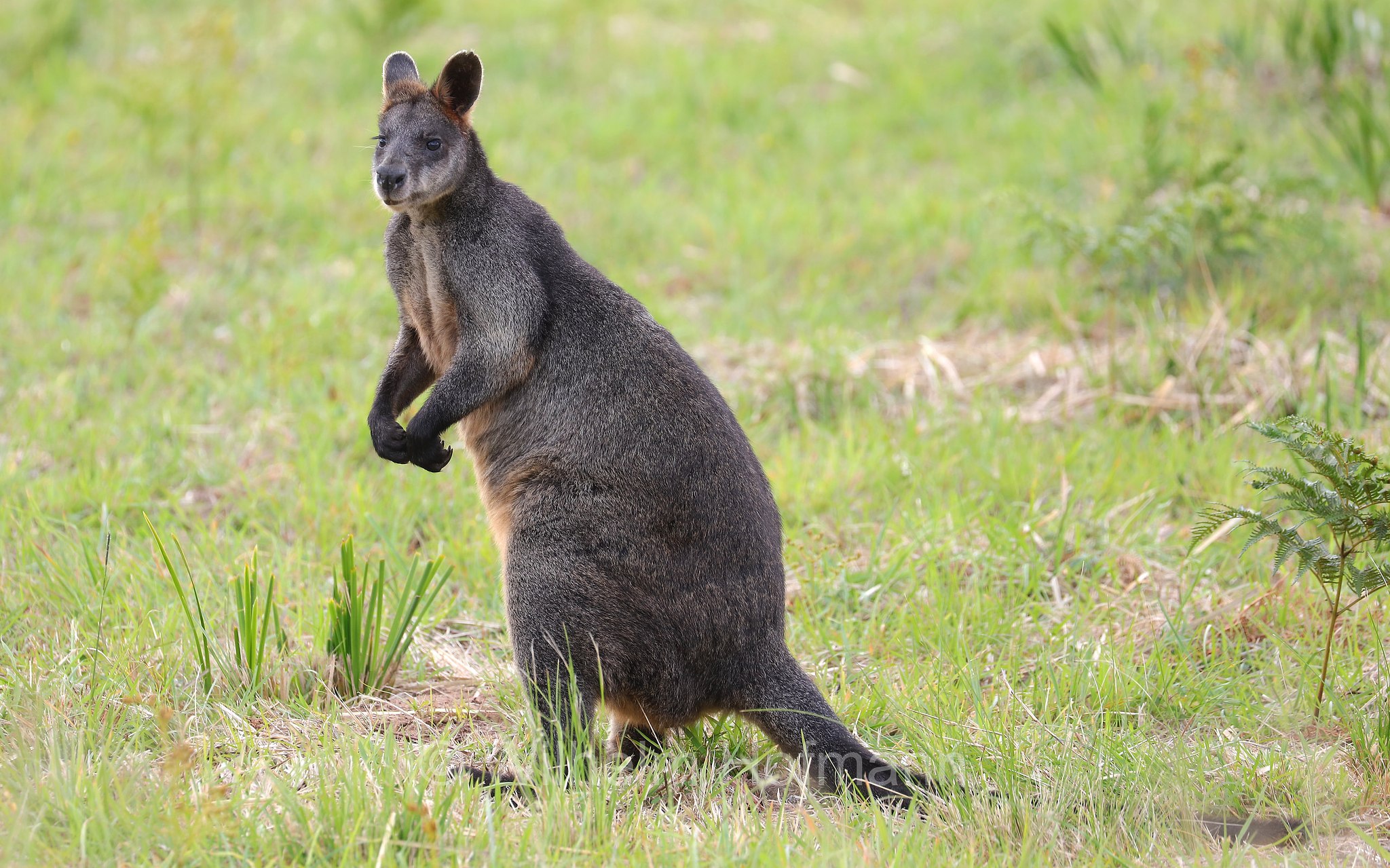swamp wallaby, black wallaby, black-tailed wallaby, fern wallaby, black pademelon, stinker, black stinker, Sumpfwallaby, wallabia, wallabia delle paludi, Wallabia bicolor, Lighthouse Road, Great Otway National Park, Great-Otway-Nationalpark, parco nazionale Great Otway, Victoria, Australia, Australien