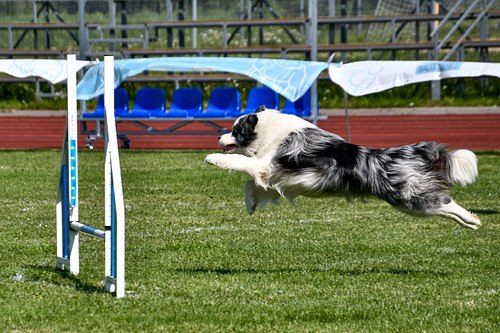 koerte frisbi voistlus 2026