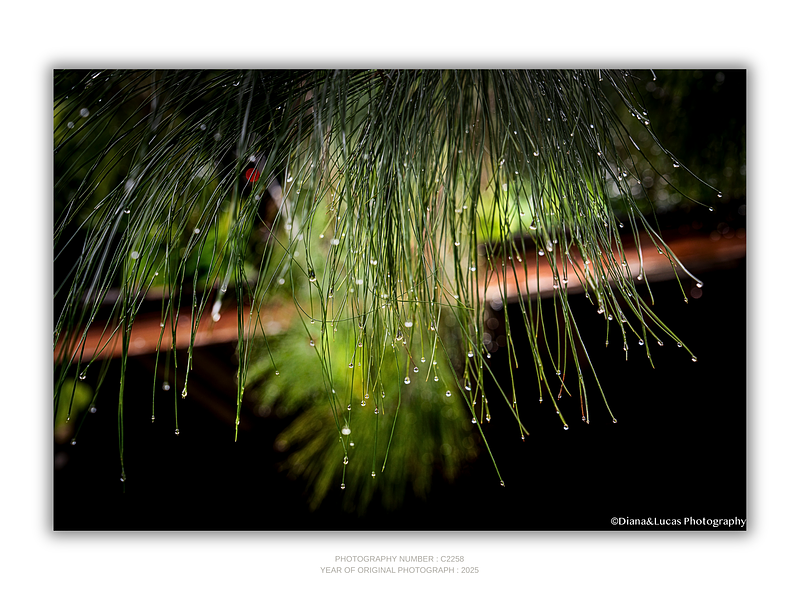 THE ONE - WILDLIFE & NATURE - "Green Chandelier" - LIMITED EDITION 4 of 5